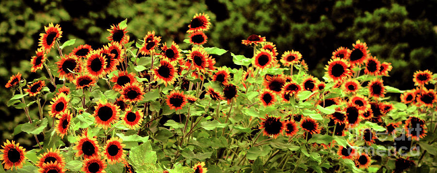 Sunflower Field Photograph by Elaine Manley