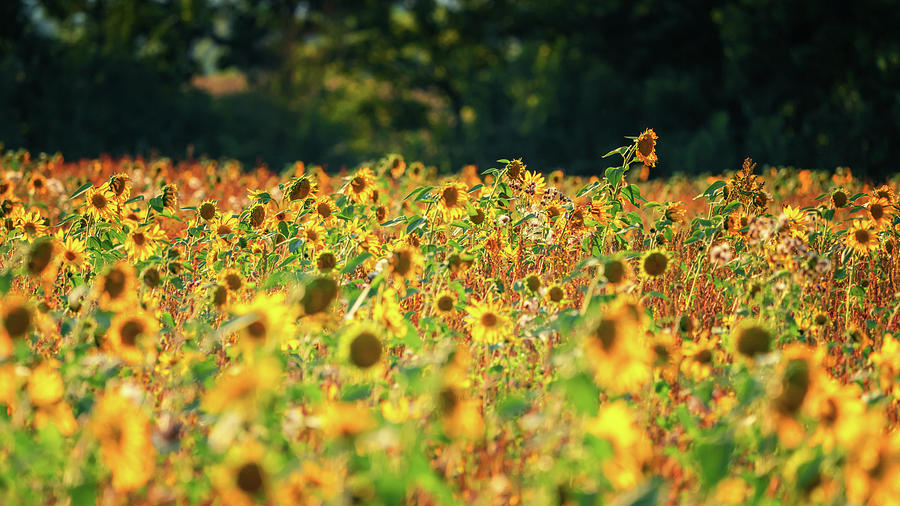 Sunflower Field Photograph by Framing Places