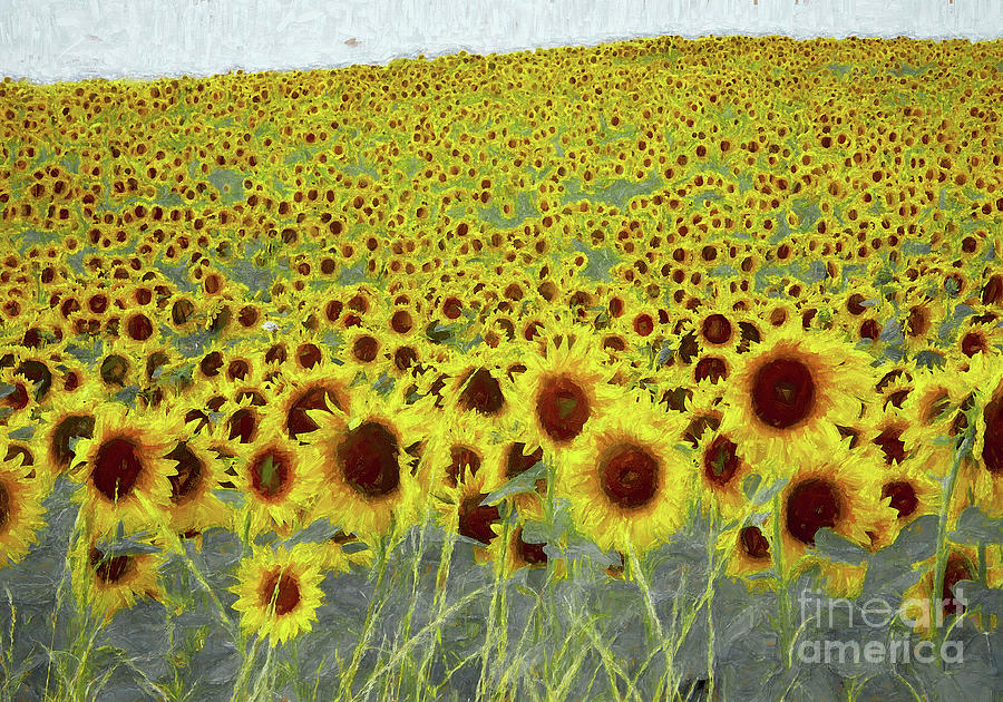 Sunflower field Mixed Media by Helen White