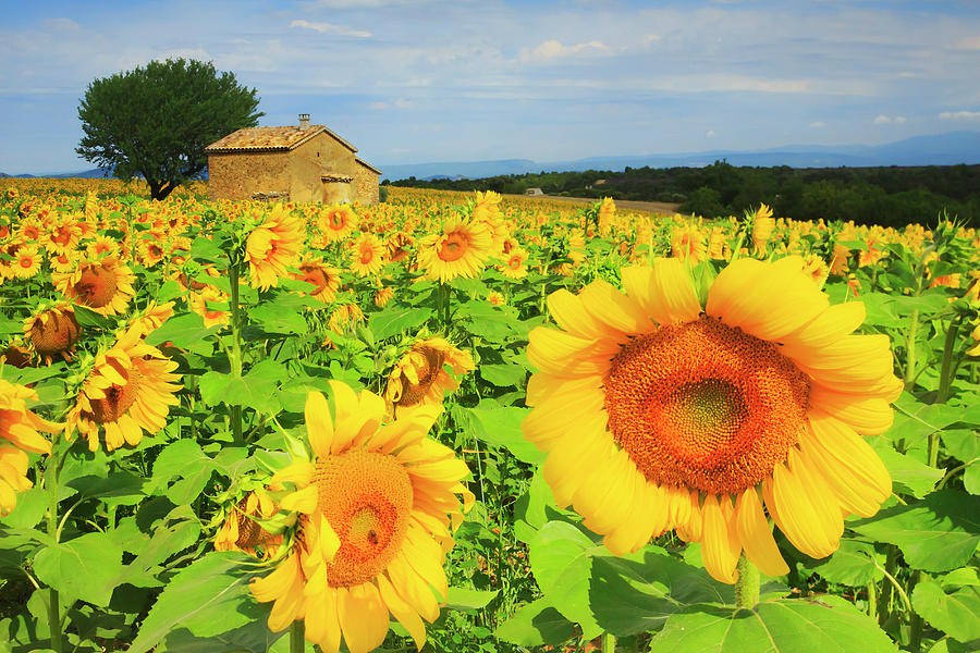 Sunflower Field In Provence Digital Art by Maurizio Rellini