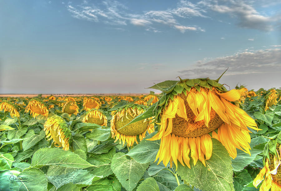 Sunflower Field Photograph by Judi Dressler