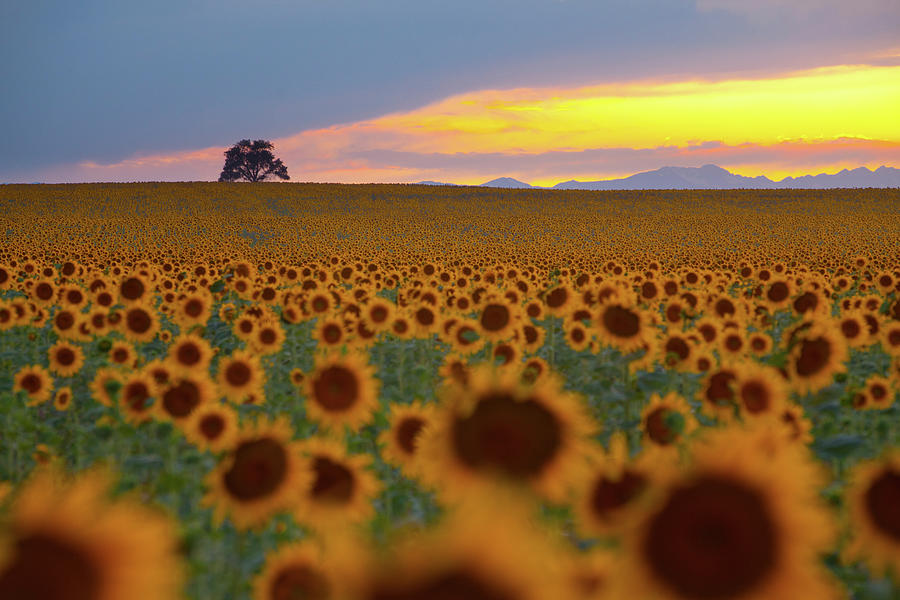 Sunflower Field Photograph by Lightvision, Llc
