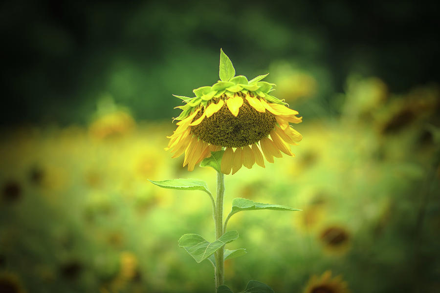 Sunflower Field Photograph by Lori Rowland