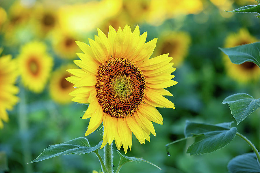 Sunflower Field Photograph by Lynn Taylor - Fine Art America