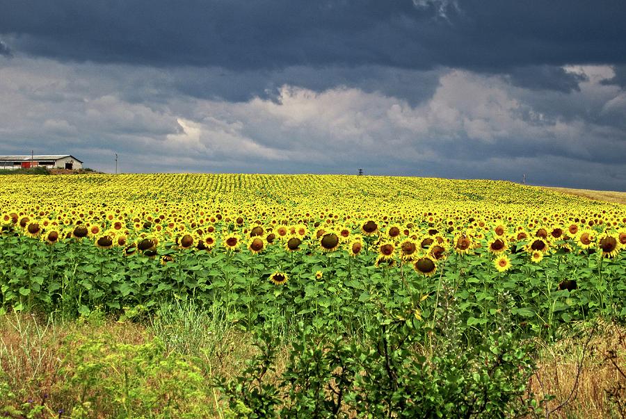 Sunflower field Photograph by Martin Smith