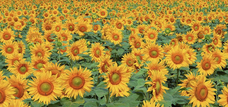 Sunflower Field Digital Art by Massimo Ripani