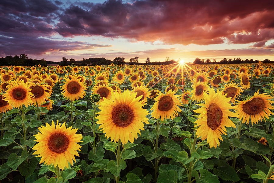 Sunflower Field Digital Art by Michael Breitung