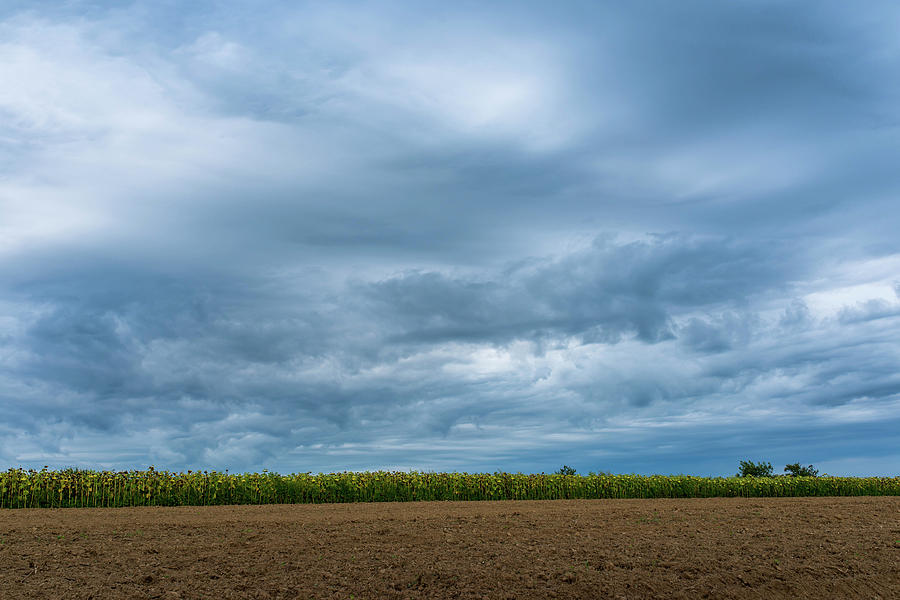 Sunflower field near ploughed soil, dramatic stormclouds at summertime ...