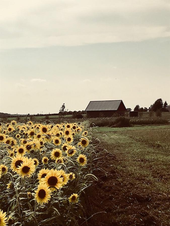 Sunflower Field on a Farm, Photography by Willowcatdesigns Photograph ...