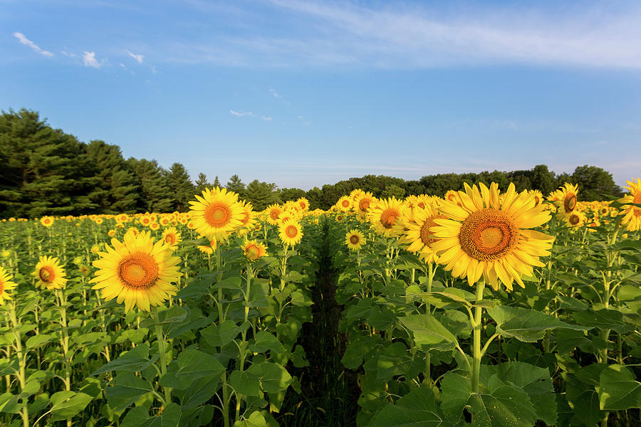 Sunflower Field, Sam Parr State Park Photograph by