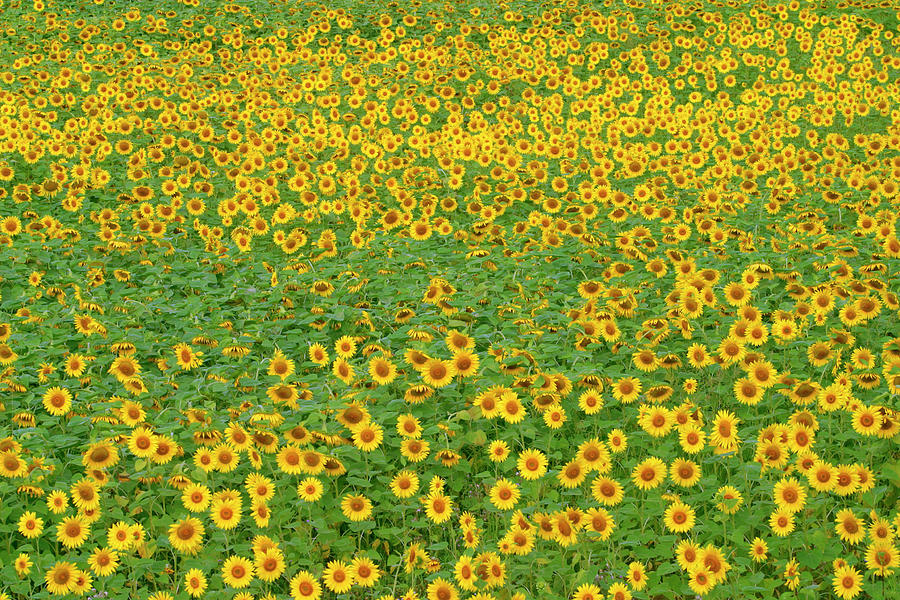 Sunflower field Photograph by Seeables Visual Arts