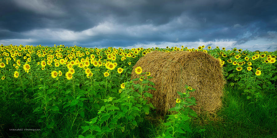 Sunflower Field Photograph by Wendell Thompson