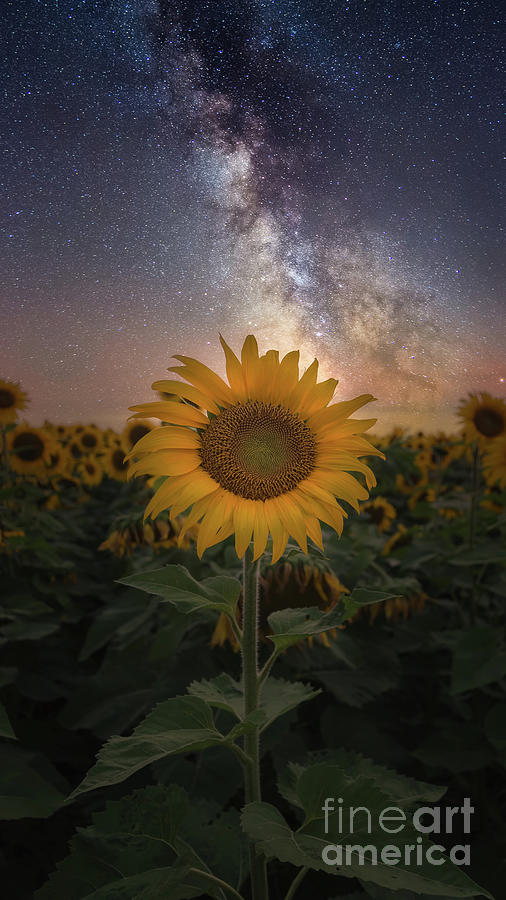 Sunflower Field with Milky Way Photograph by Lavin Photography