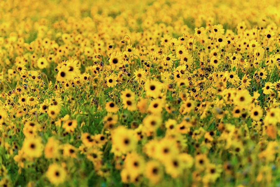 Sunflower Fields 2 Photograph