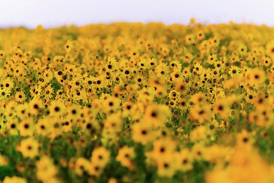Sunflower Fields 3 Photograph