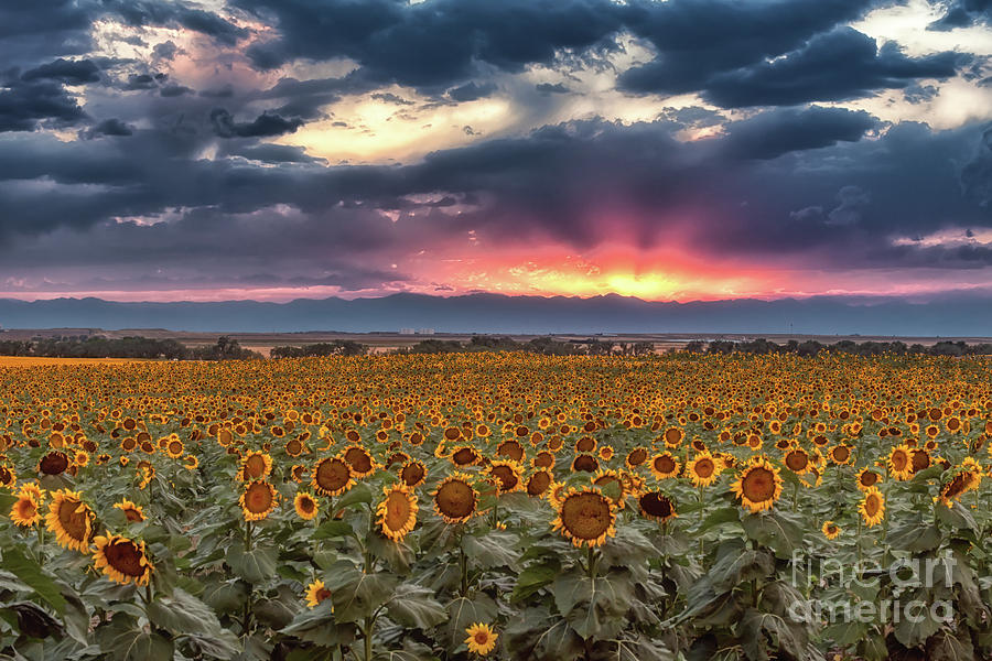 Sunflower Fields by Bitter Buffalo Photography Sunflower Fields by Bitter Buffalo Photography