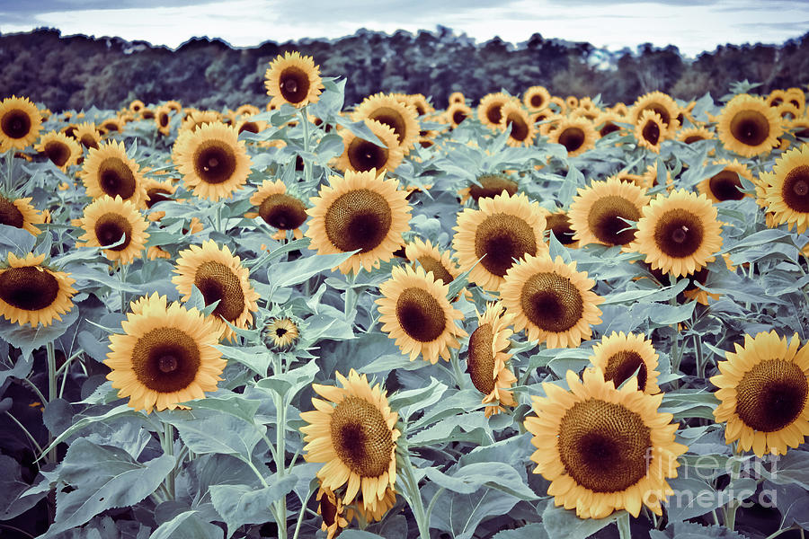 Sunflower Fields Photograph by Colleen Kammerer