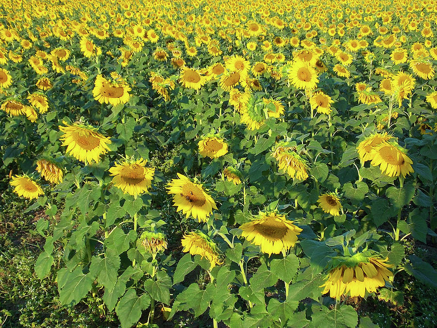Sunflower Fields Forever Photograph by Matthew Seufer