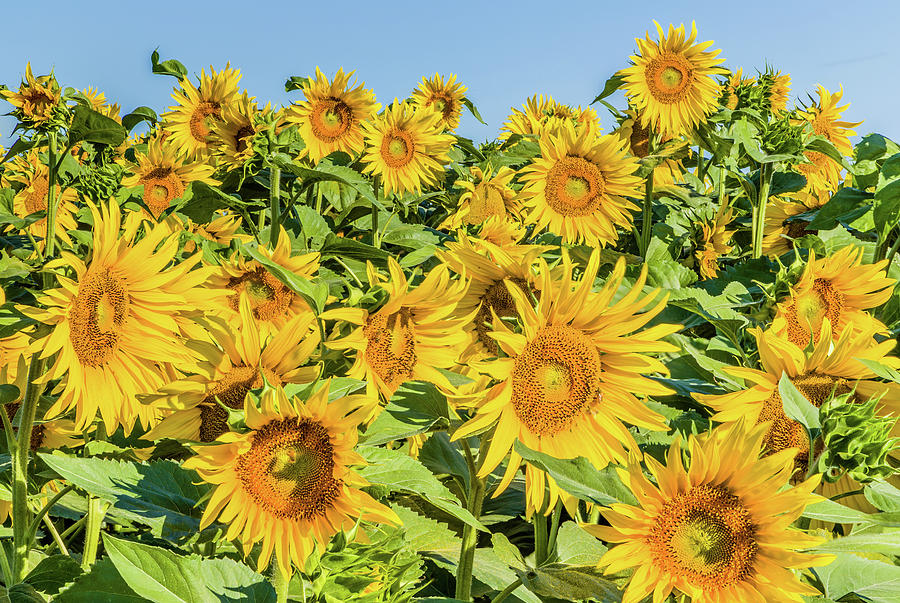 Sunflower Fields Photograph by Vivida Photo PC