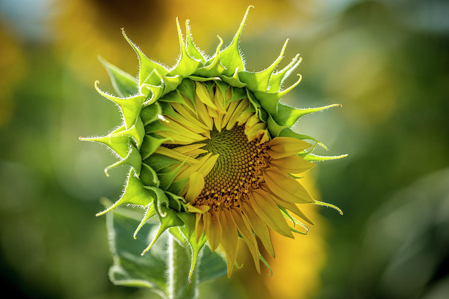Sunflower Bloom Just Opening Photograph by Teri Virbickis
