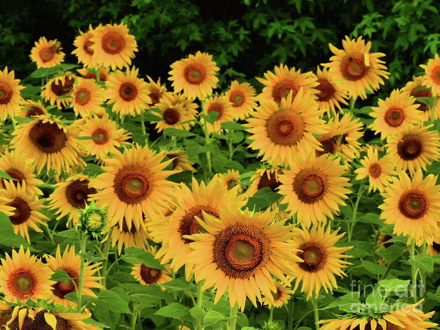 Sunflower Fields Photograph by Scott Cameron
