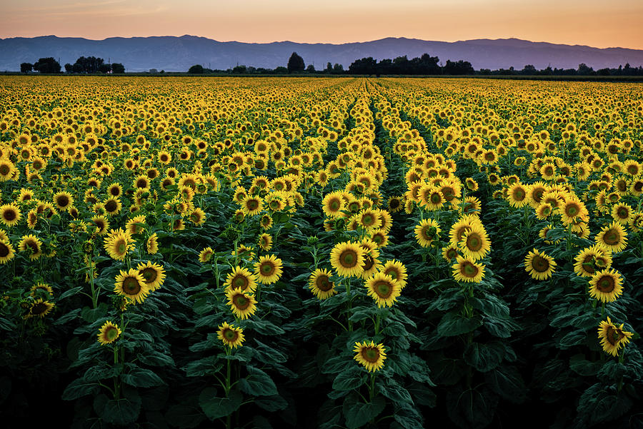 Fields of Sunshine Photograph by Shelby Erickson