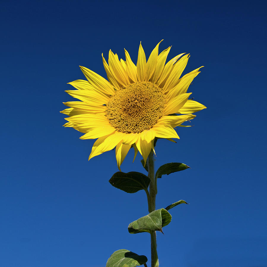 Sunflower Photograph by Fotografias De Rodolfo Velasco