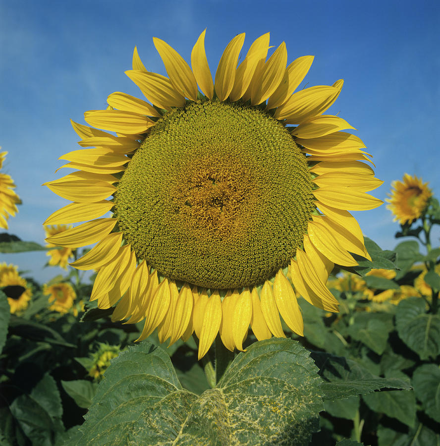 Sunflower Fower Photograph by Nigel Cattlin