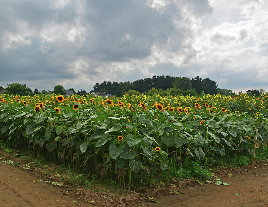 Sunflower Garden Photograph