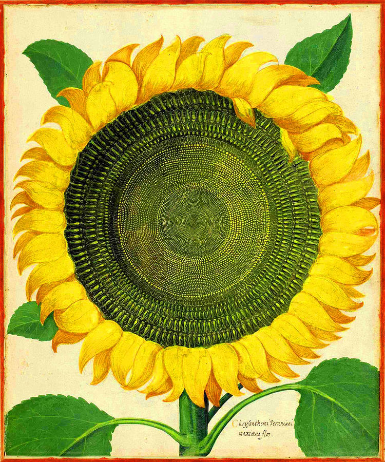 Sunflower Digital Art by Gary Grayson