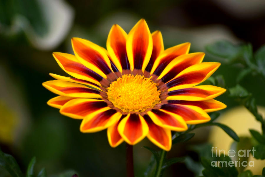 Sunflower Gazania by Patti Whitten Sunflower Gazania by Patti Whitten