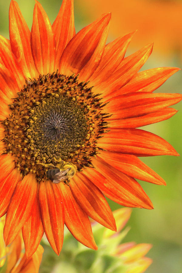 Sunflower Glory Photograph by Dorothy Cunningham