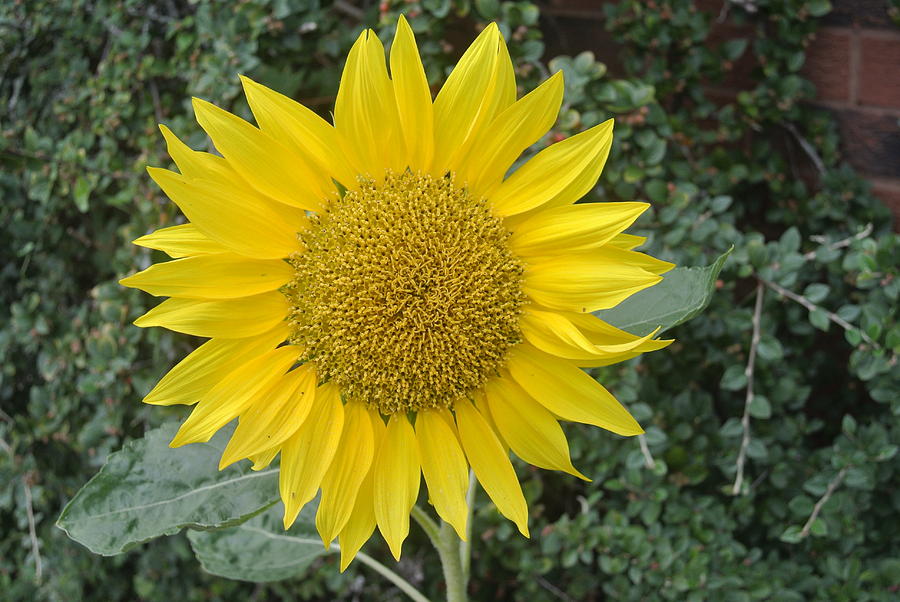 Sunflower Glory Photograph by Lynne Iddon - Pixels