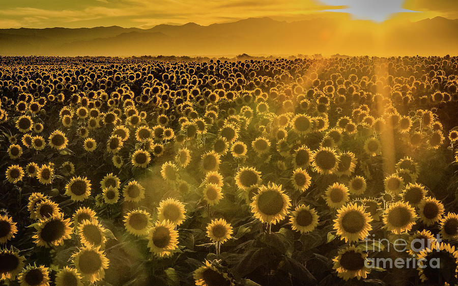 Sunflower Glow Photograph by Melissa Lipton