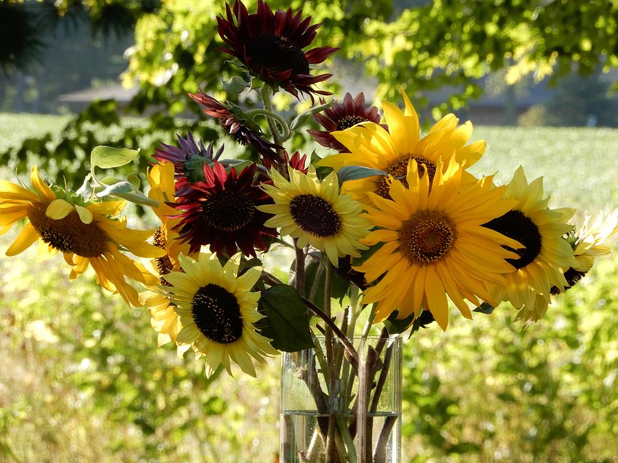 Sunflower Harvest 2019 Photograph