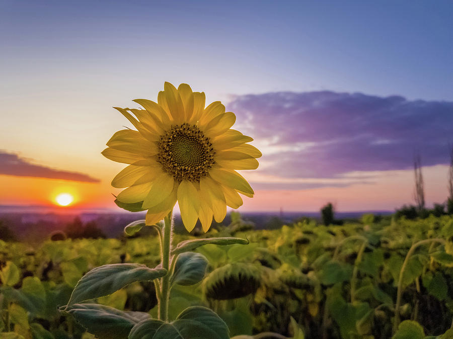Sunset Wallpaper Sunset Sunflower Pictures : Sunflowers Sunset Pictures