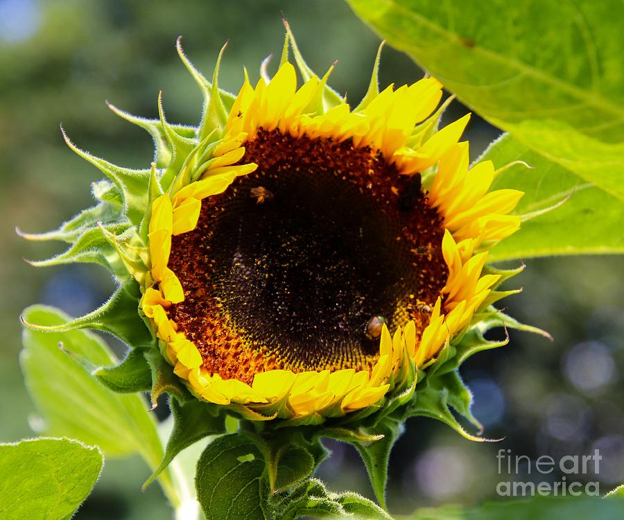Sunflower Head Photograph by Leslie GatsonMudd Fine Art America