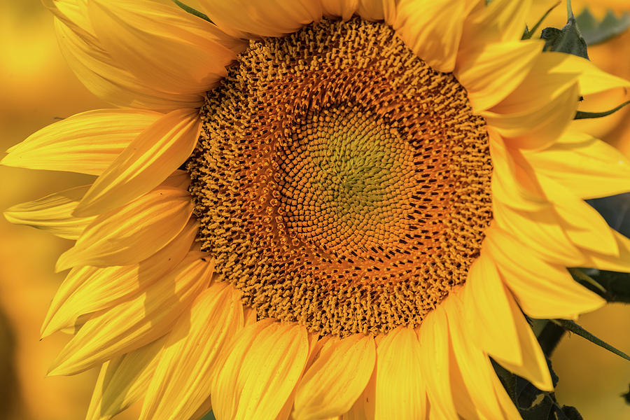 Sunflower Heaven Photograph by Joe Kopp