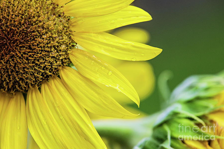 Nature Photograph - Sunflower Heaven by Scott Pellegrin