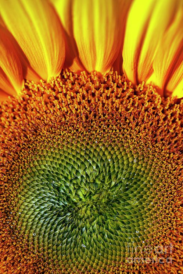 Sunflower (helianthus Annuus) Photograph by Ian Gowland/science Photo Library