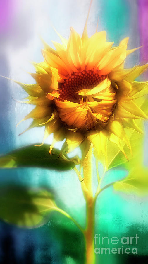 Sunflower Hugs Digital Art by Janie Johnson