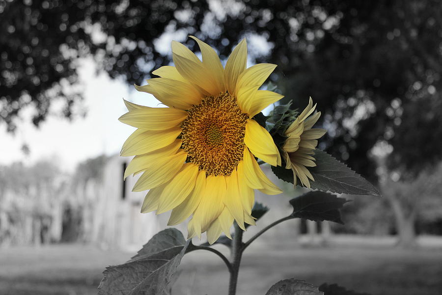 Sunflower II Photograph by Beth Vincent