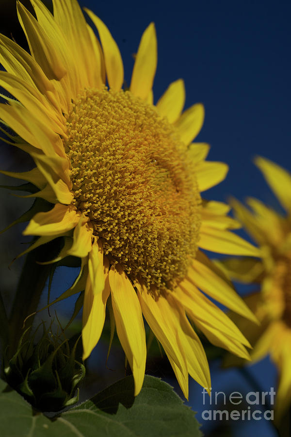 Sunflower In Bloom Photograph