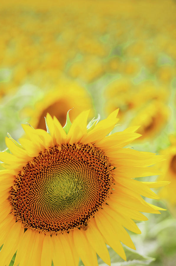 Sunflower In Field Photograph by Dhmig Photography