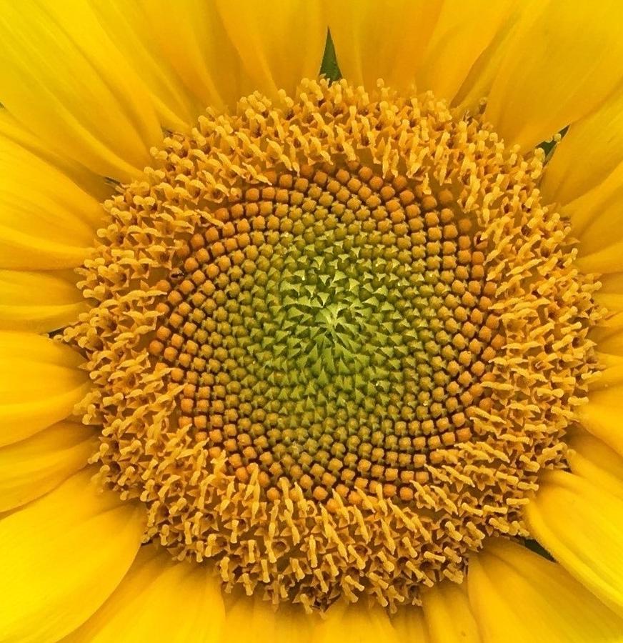  Sunflower  In Macro  Photograph by Doris McCue