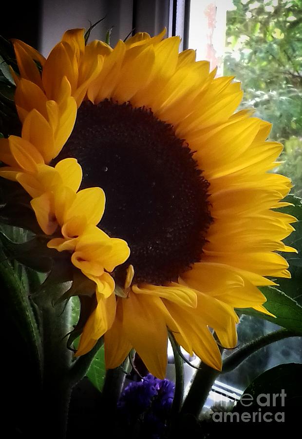 Sunflower in my Garden Window 2 Photograph by Joan-Violet Stretch