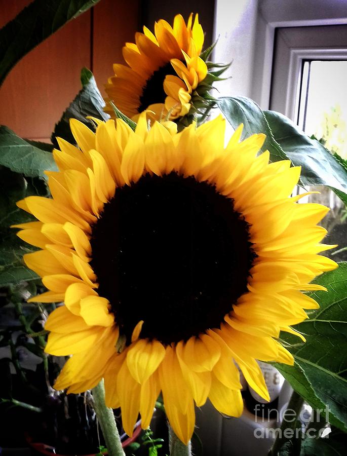 Sunflower In My Window 4 Photograph