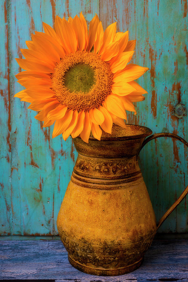 Sunflower In Rustic Pitcher Photograph by Garry Gay