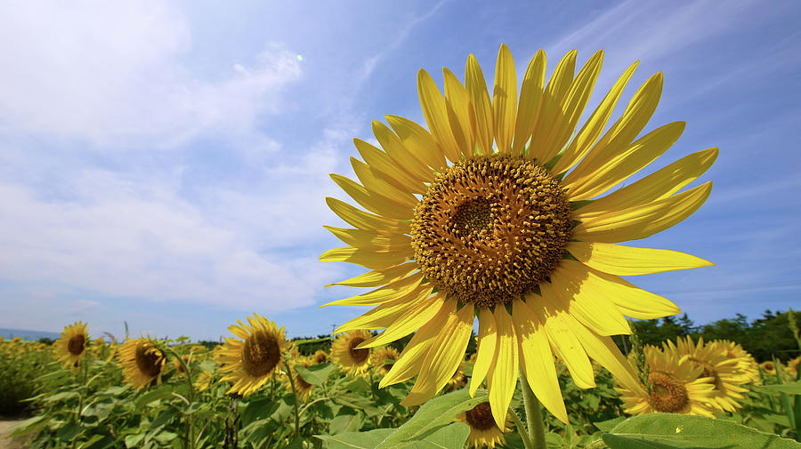 Sunflower In Summer Bloom Photograph by Moonies World