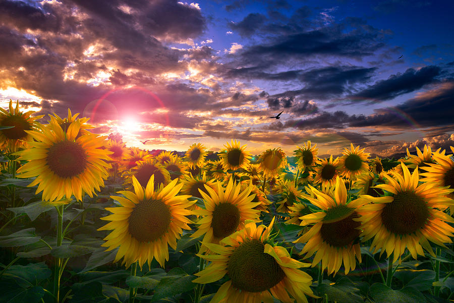 Sunflower In The Sunset Photograph by Kastriot